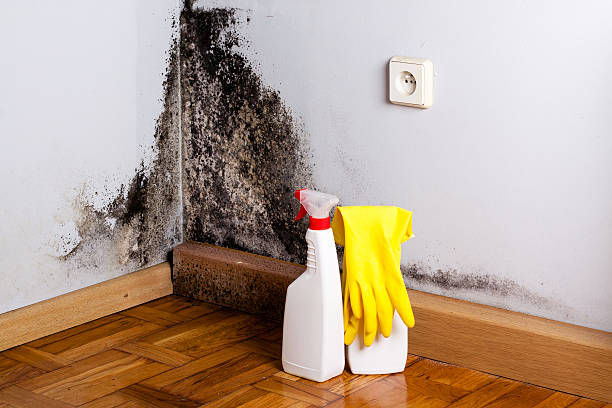 Trusted Medina, TX Mold Removal Experts